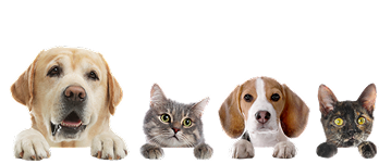 Mascotas animales